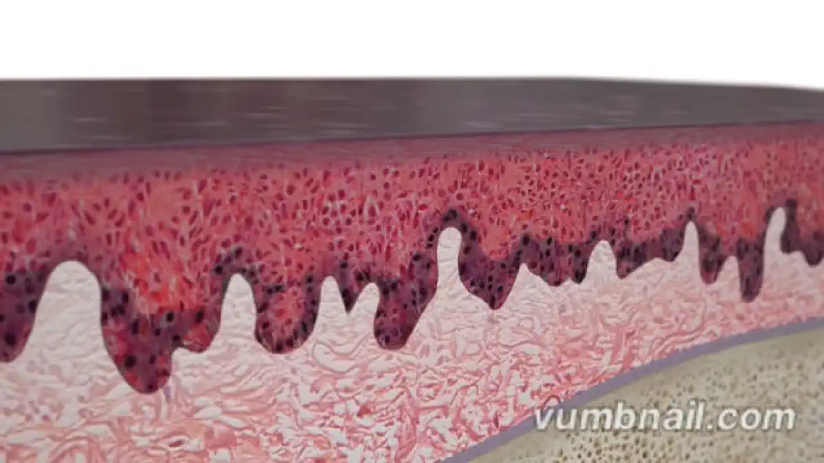 Vimeo video 387007319